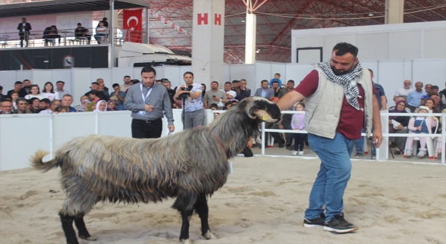 Burdur’da Honamlı tekesi ve Merinos koçu güzellik yarışması düzenlendi