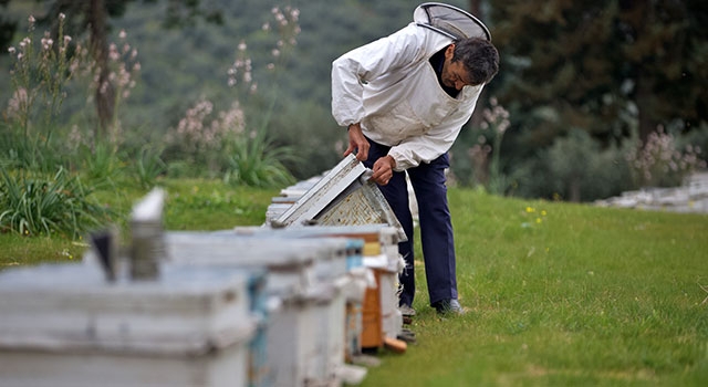 ”Yalancı bahar” ve zirai ilaç kullanımı arı ölümlerine yol açabiliyor