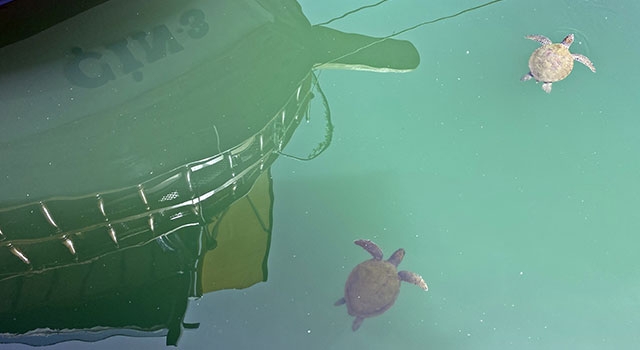 Mersin’de balıkçılar deniz kaplumbağaları konusunda bilinçlendiriliyor