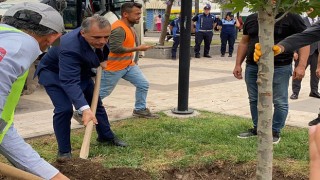 Başkan, Parka Yeni Çınar Ağaçları Dikti
