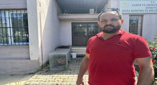 Hatay’da yaralı bulunan karaca tedaviye alındı