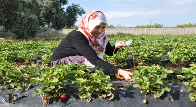 Mersin Milli Eğitim Müdürü Durmuş, çilek hasadına katıldı