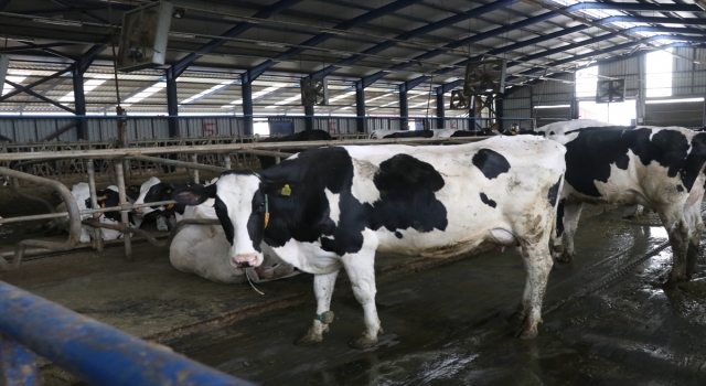 Burdur’da müzik dinletilen ineklerin süt verimliliği araştırılıyor