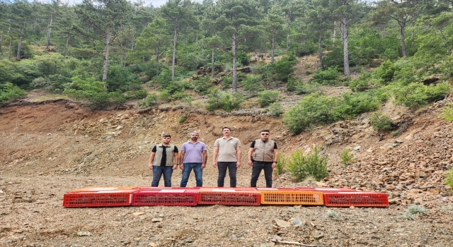 Hatay’da 300 kınalı keklik doğaya bırakıldı