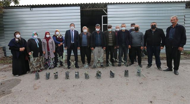 Osmaniye’de yetiştiricilere 660 zeytin fidan dağıtıldı