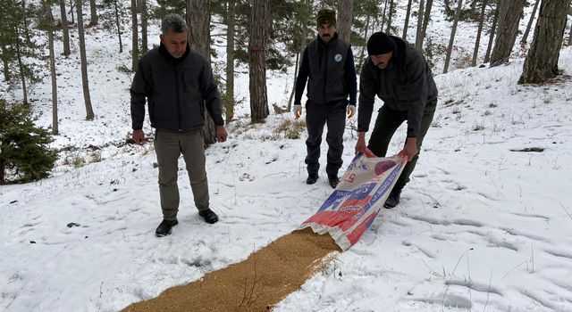 Kış şartlarından etkilenen hayvanlara yem bırakıldı