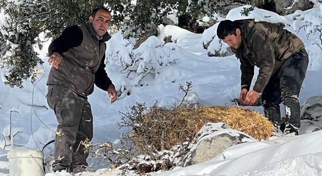 Düziçi ve Sumbas’ta, yaban hayvanları için yiyecek bırakıldı