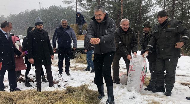 Yaban hayvanlarının beslenmesi için doğaya yem bırakıldı