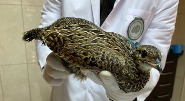 Nesli tehlike altındaki yaralı turaç kuşuna tedavi