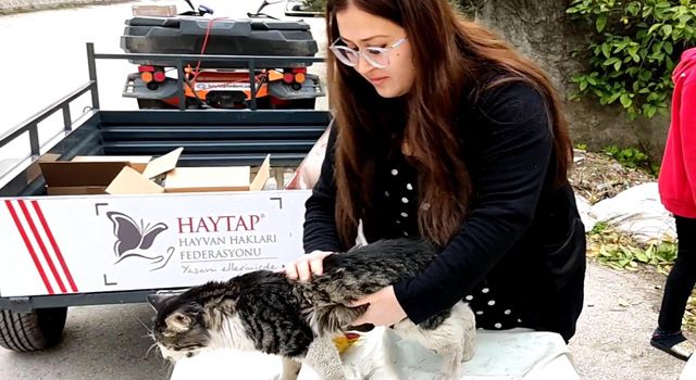 Sokak hayvanlarına sağlık taraması hizmeti başlatıldı