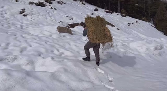 Yaban hayvanları için sırtında yem balyası taşıdı