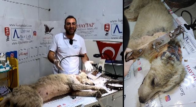 Boynundaki demir tasmanın yaraladığı köpek tedaviye alındı