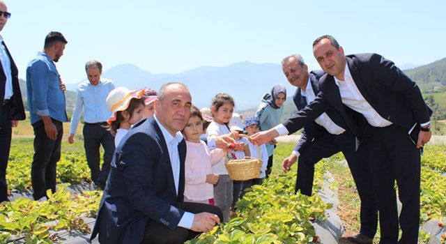 Düziçi Kaymakam İlhan Ellek’te çilek topladı