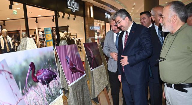 Osmaniye’de konaklayan göçmen kuşların fotoğrafları sergilendi