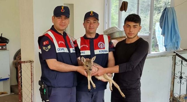 Yaralı halde bulunan karaca yavrusu tedavi altına alındı