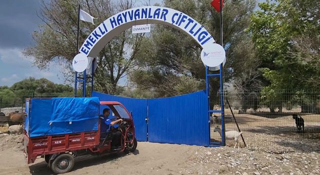 Annesi Ölen Koç, Osmaniye’deki Emekli Hayvanlar Çiftliğine konuldu