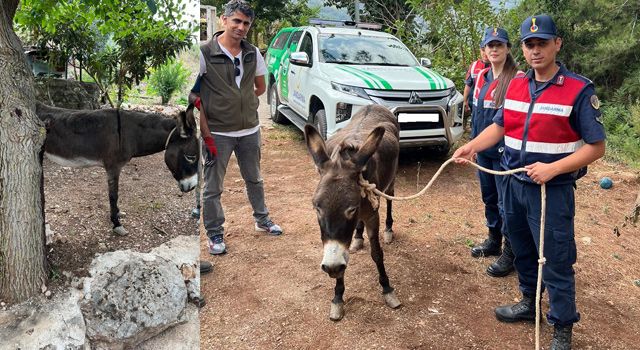 Güçten düşmüş eşek, Emekli Hayvanlar Çiftliği'ne yerleştirildi