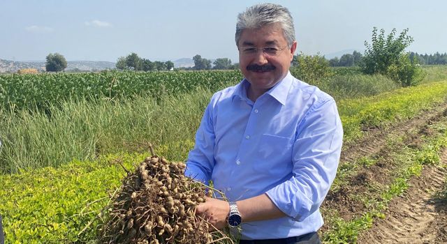 Osmaniye'de Yerli ürün, “Ayşehanım yerfıstığı hasat edildi