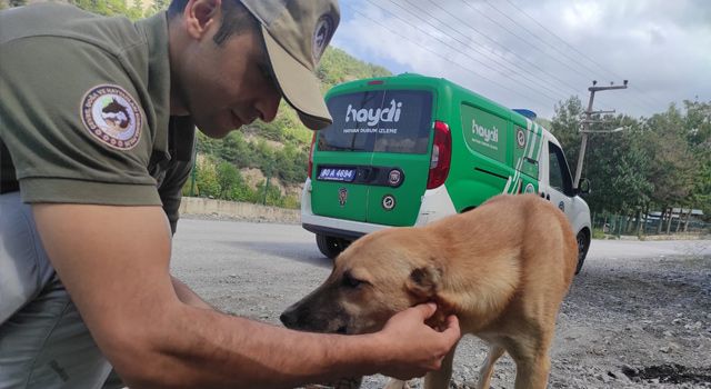 HAYDİ polisleri sokak hayvanları için mama bıraktı