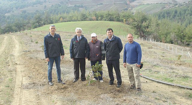 İlçelerde ceviz bahçeleri genişletiliyor