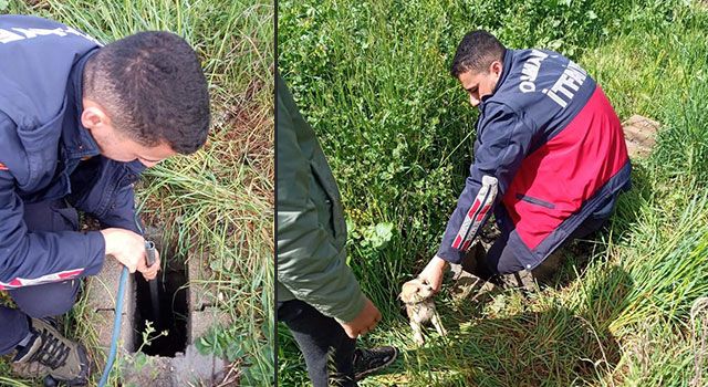 İtfaiye ekibi yavru köpekleri kuyudan çıkardı