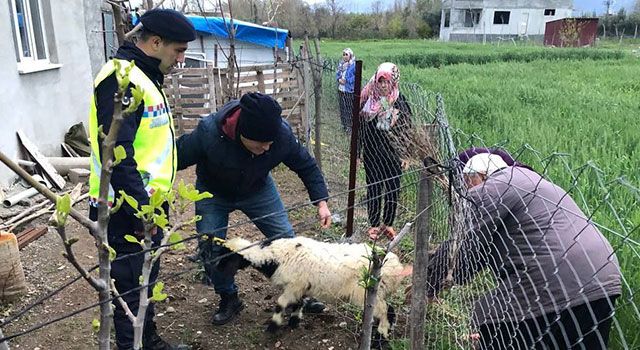 Kayıp koyunlar buğday tarlasında bulundu