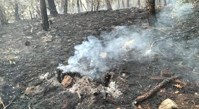 Düziçi ilçesindeki yangın kontrol atına alındı