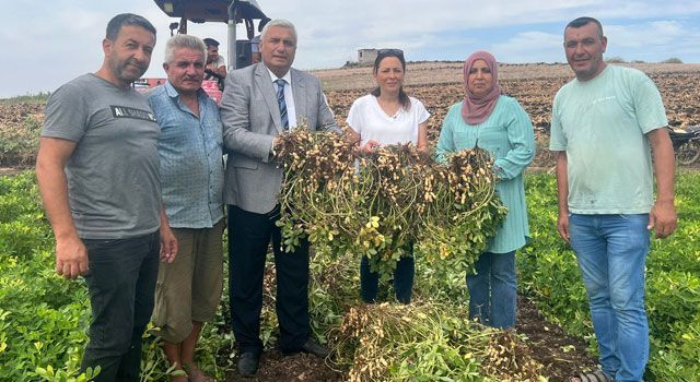 Kentte yer fıstığı hasadı başladı