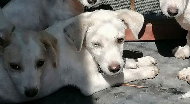 Sokak Hayvanlarına Veterinerlik Hizmetleri