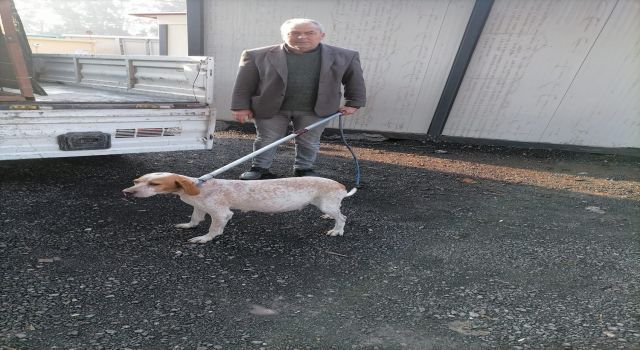 Başıboş Köpekler Toplandı