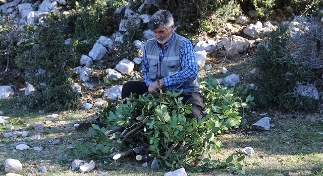 Osmaniye’de orman köylüleri, ekmek parasını defne ağaçlarından çıkarıyor