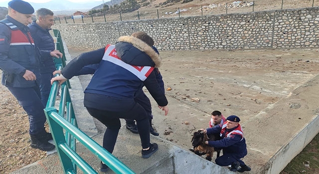 Isparta’da su kanalında mahsur kalan keçiyi jandarma kurtardı