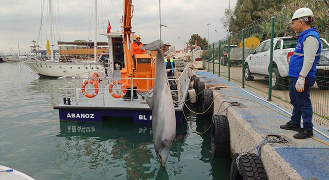 Mersin’de denizde ölü yunus bulundu