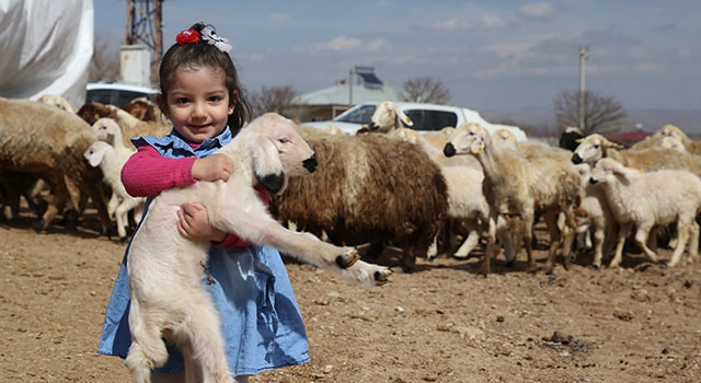 Kahramanmaraşlı depremzede besicilere verilen koyunların ilk kuzuları dünyaya geldi