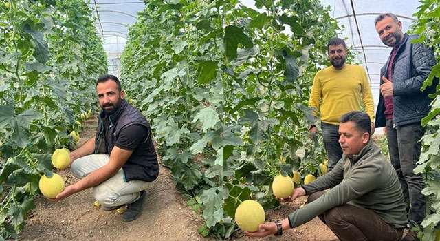 Kumluca’da turfanda kavun hasadı başladı