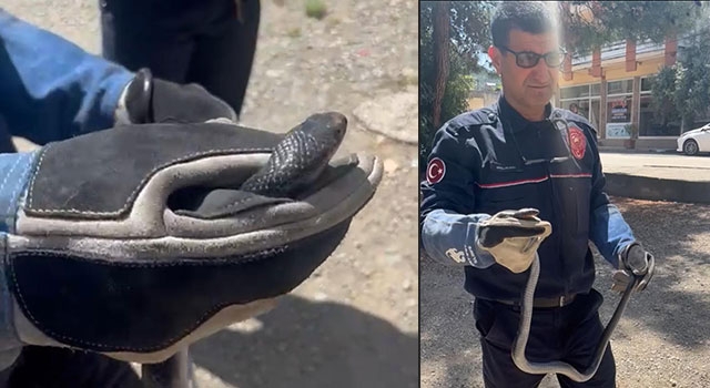 Adana’da eve giren yılanı itfaiye ekipleri çıkarttı