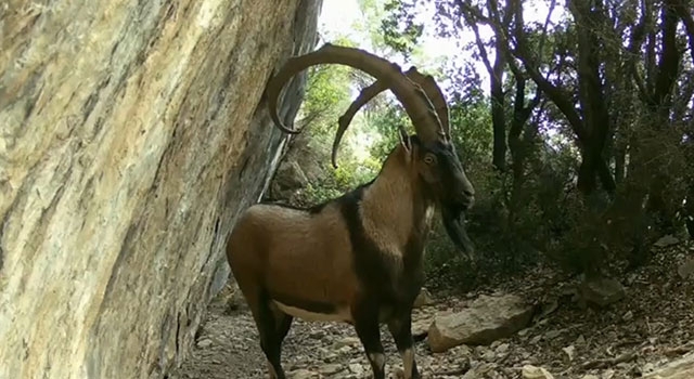 Akdeniz ve Ege’deki yaban hayatı fotokapanlarla görüntülendi