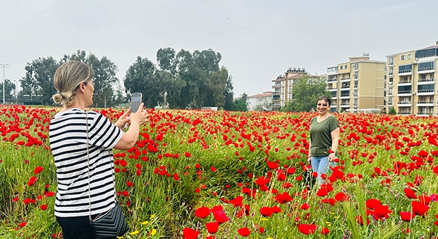 Hatay’da gelinciklerin açtığı tarlalar fotoğraf meraklılarını ağırladı