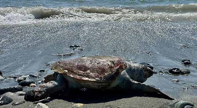 Hatay’da sahilde ölü caretta caretta bulundu