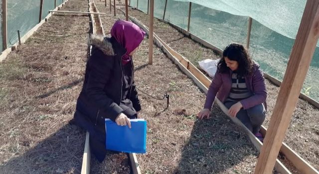 Osmaniye’de salep üretimi yaygınlaşıyor