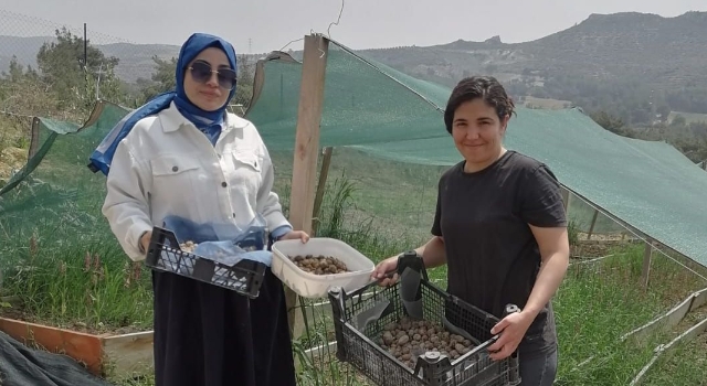 Bahçe Köyü’nde Salep Üretiminde Yüzler Güldü