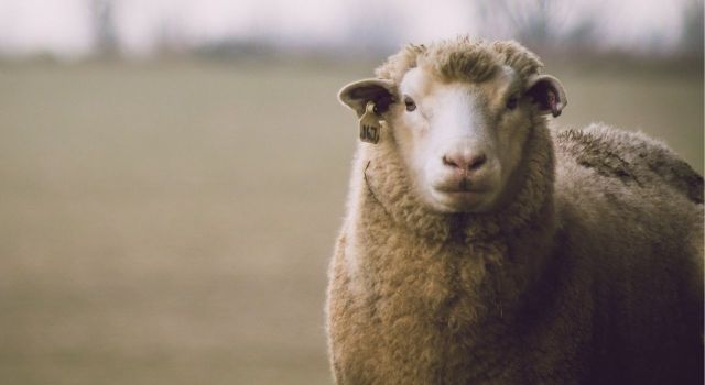 Osmaniye'de Kurbanlık Fiyatları Düşecek mi?
