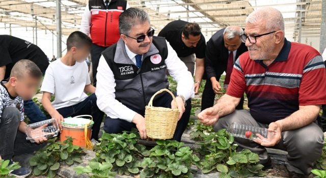 Vali Yılmaz, çocuklar ve yaşlılarla çilek hasadı yaptı