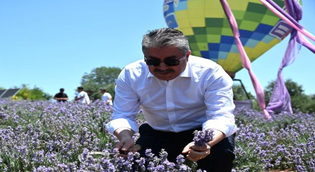 Vali Erdinç Yılmaz Kadirli’de Lavanta Hasadı Yaptı
