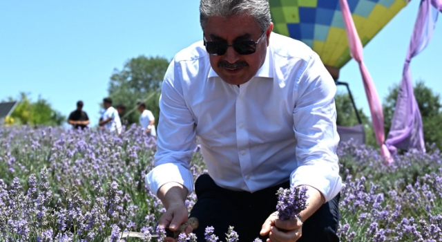 Vali Erdinç Yılmaz Kadirli’de Lavanta Hasadı Yaptı