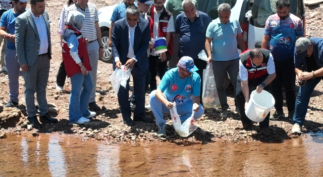 Kalecik Barajı’na 175 Bin Pullu Sazan Bırakıldı