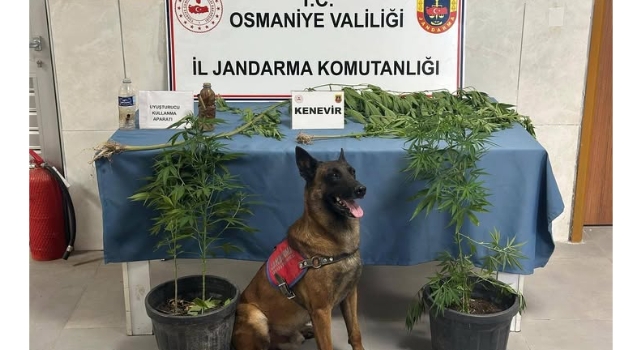 Osmaniye’de Bir Haftada 137 Asayiş Olayı: 103 Gözaltı