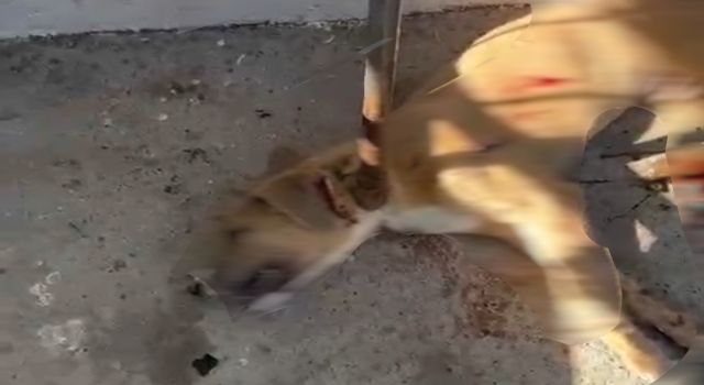 Osmaniye Barınağında Köpek Ölümü: Çenet’ten Açıklama