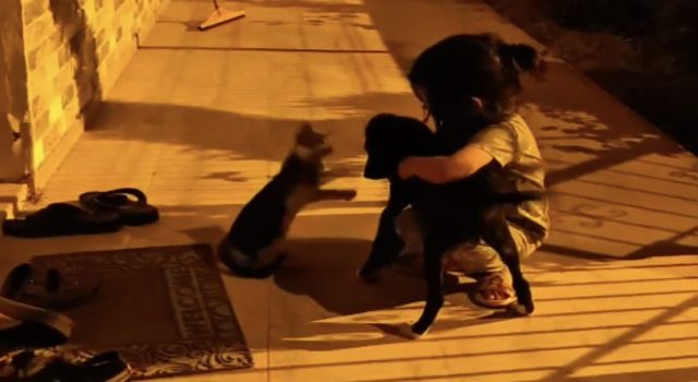 Kedi ve köpek Mislina’yı paylaşamadı, izleyenler kahkaha attı