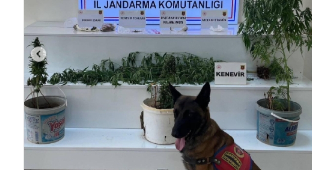 Osmaniye’de Jandarma 124 Şüpheliyi Gözaltına Aldı